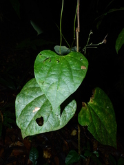 Aristolochia flava