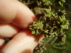 Dasineura rubiformis