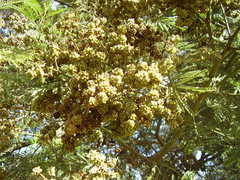 Dasineura rubiformis