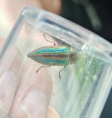 Buprestis striata