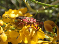 Apiomerus flaviventris