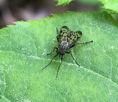 Rhagio punctipennis