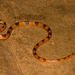 Eastern Tiger Snake - Photo (c) Celesta, some rights reserved (CC BY-NC), uploaded by Celesta