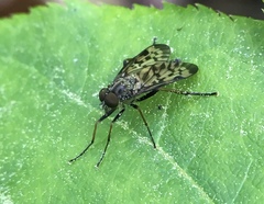 Rhagio punctipennis