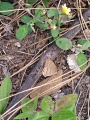 Cyllopsis gemma freemani