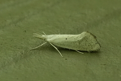 Euceratia castella
