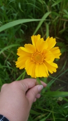 Coreopsis palmata