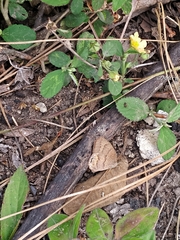 Cyllopsis gemma freemani