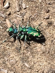 Cicindela tranquebarica parallelonota