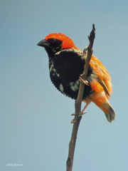 Euplectes nigroventris