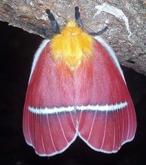 Pseudodirphia menander