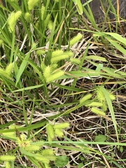 Carex comosa