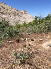 Penstemon pachyphyllus