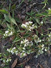 Guardiola tulocarpus