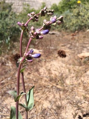 Penstemon pachyphyllus