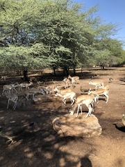 Gazella marica