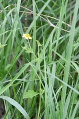 Geum urbanum