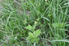 Geum urbanum