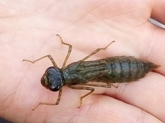 Anax imperator