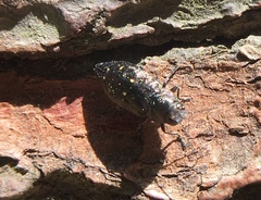 Phaenops fulvoguttata
