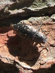 Phaenops fulvoguttata