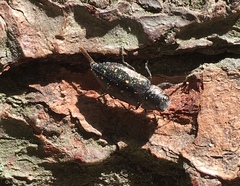 Phaenops fulvoguttata