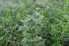 Rubus idaeus