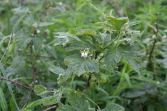 Rubus idaeus