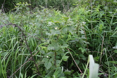Rubus idaeus