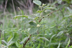 Rubus idaeus