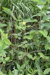 Geum urbanum
