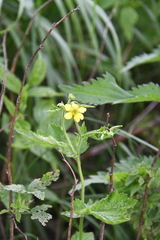 Geum urbanum