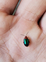 Kuschelina gibbitarsa