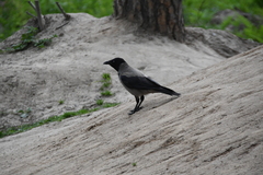 Corvus cornix