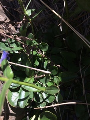 Penstemon humilis obtusifolius