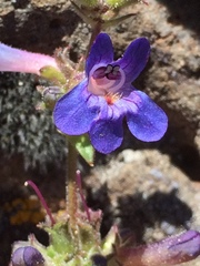 Penstemon humilis obtusifolius