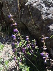 Penstemon humilis obtusifolius