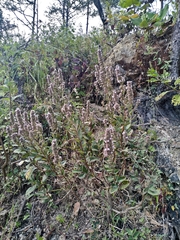 Hyptis rhytidea