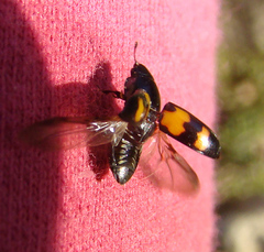 Glischrochilus fasciatus