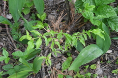 Euonymus verrucosus