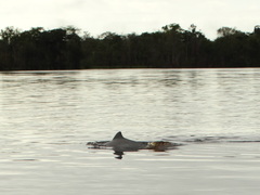 Sotalia fluviatilis
