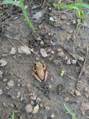 Hyperolius nitidulus