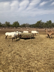 Oryx leucoryx