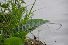 Rumex aquaticus