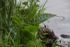 Rumex aquaticus