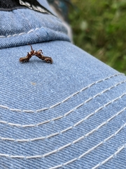 Nematocampa resistaria