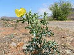 Argemone mexicana