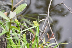 Carex pseudocyperus