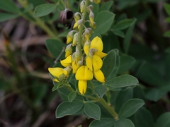 Cytisus nigricans
