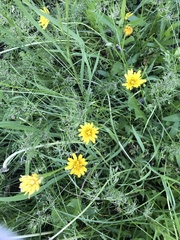 Microseris nutans